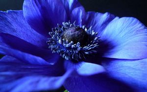 Preview wallpaper flower, background, blue, black, petals