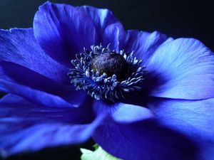 Preview wallpaper flower, background, blue, black, petals