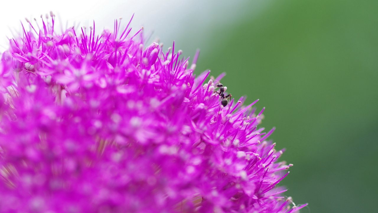 Wallpaper flower, background, grass, ant, macro