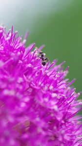 Preview wallpaper flower, background, grass, ant, macro