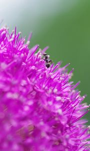 Preview wallpaper flower, background, grass, ant, macro