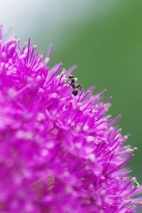 Preview wallpaper flower, background, grass, ant, macro