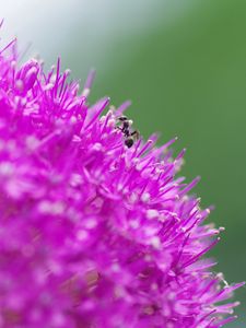 Preview wallpaper flower, background, grass, ant, macro