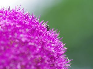 Preview wallpaper flower, background, grass, ant, macro