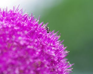 Preview wallpaper flower, background, grass, ant, macro