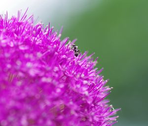 Preview wallpaper flower, background, grass, ant, macro