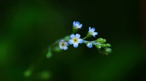 Preview wallpaper flower, background, green, plant