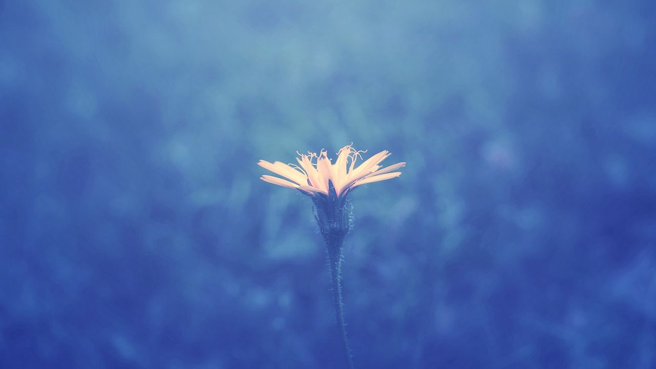 Wallpaper flower, background, stem