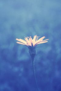 Preview wallpaper flower, background, stem