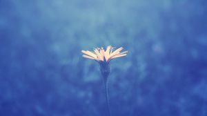 Preview wallpaper flower, background, stem