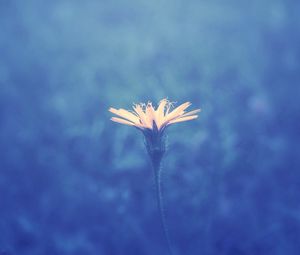 Preview wallpaper flower, background, stem