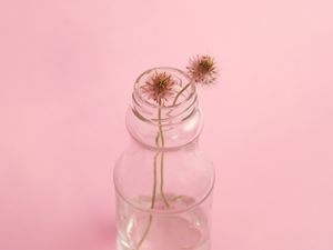 Preview wallpaper flower, bank, stem