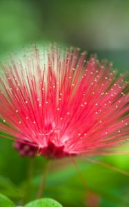 Preview wallpaper flower, beautiful grass, unusual