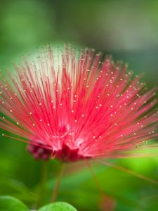 Preview wallpaper flower, beautiful grass, unusual