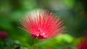 Preview wallpaper flower, beautiful grass, unusual