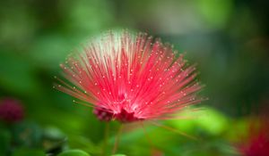 Preview wallpaper flower, beautiful grass, unusual