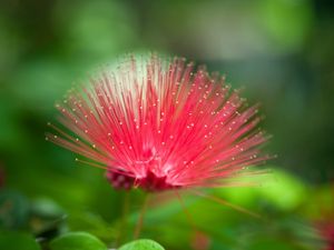 Preview wallpaper flower, beautiful grass, unusual