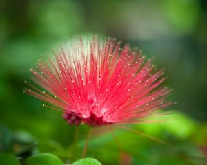 Preview wallpaper flower, beautiful grass, unusual