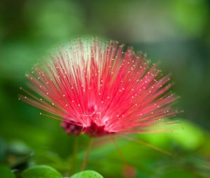 Preview wallpaper flower, beautiful grass, unusual