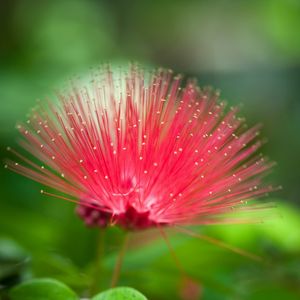 Preview wallpaper flower, beautiful grass, unusual