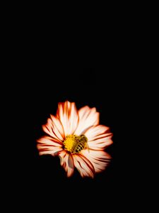 Preview wallpaper flower, bee, insect, pollination