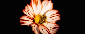 Preview wallpaper flower, bee, insect, pollination