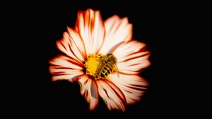 Preview wallpaper flower, bee, insect, pollination