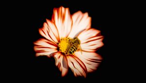 Preview wallpaper flower, bee, insect, pollination