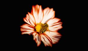 Preview wallpaper flower, bee, insect, pollination