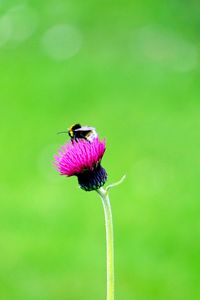 Preview wallpaper flower, bee, macro, bud