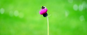 Preview wallpaper flower, bee, macro, bud