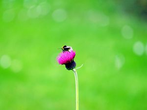 Preview wallpaper flower, bee, macro, bud