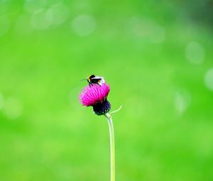 Preview wallpaper flower, bee, macro, bud