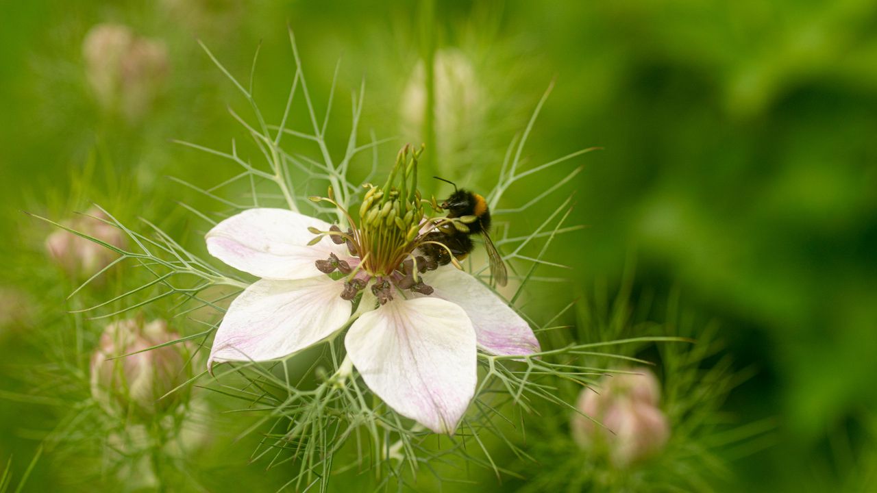 Wallpaper flower, bee, petals, macro