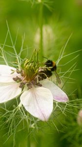 Preview wallpaper flower, bee, petals, macro