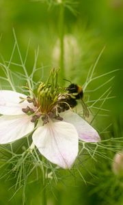 Preview wallpaper flower, bee, petals, macro