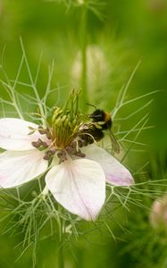 Preview wallpaper flower, bee, petals, macro