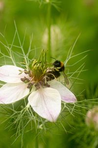 Preview wallpaper flower, bee, petals, macro