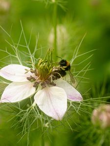 Preview wallpaper flower, bee, petals, macro