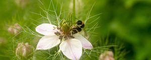 Preview wallpaper flower, bee, petals, macro