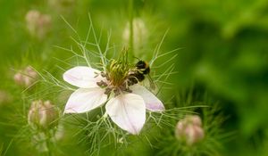 Preview wallpaper flower, bee, petals, macro