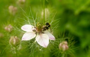 Preview wallpaper flower, bee, petals, macro