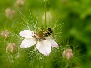 Preview wallpaper flower, bee, petals, macro