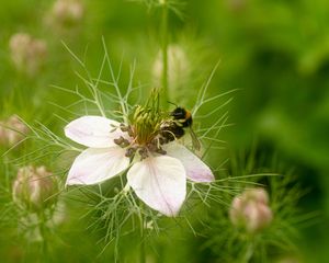 Preview wallpaper flower, bee, petals, macro