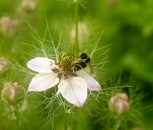 Preview wallpaper flower, bee, petals, macro