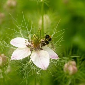 Preview wallpaper flower, bee, petals, macro