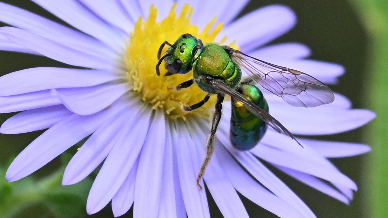 Wallpaper flower, bee, petals, green, white, macro