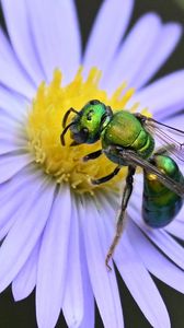 Preview wallpaper flower, bee, petals, green, white, macro