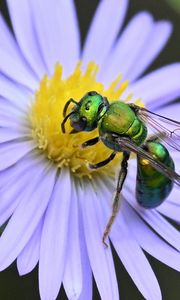 Preview wallpaper flower, bee, petals, green, white, macro