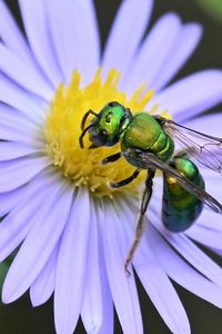 Preview wallpaper flower, bee, petals, green, white, macro
